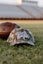 Funky touchdowns camo