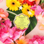 Coconut Verbena Daisy Spongette  | Soap Sponge | White Lotus